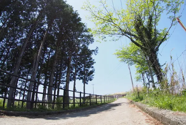 大野山の写真・動画_image_29941