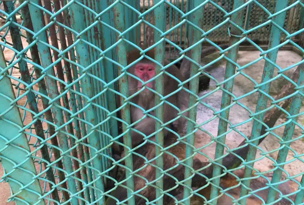動物もいます。