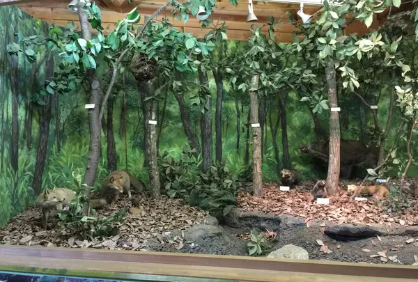 森に生息する生き物たち