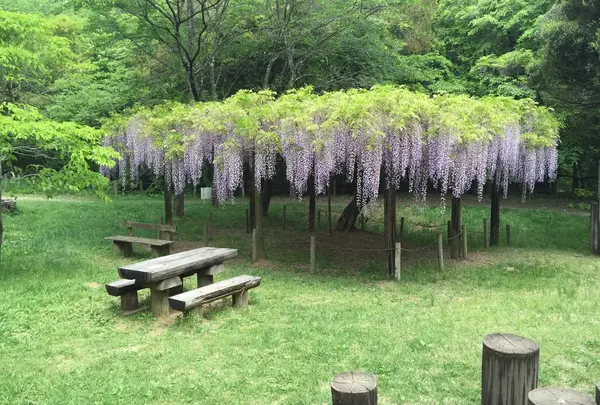 藤の花を独り占めできるベンチ