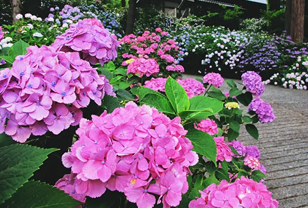 境内の紫陽花