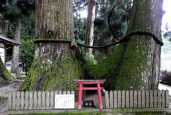 巨木にパワーが溢れています！