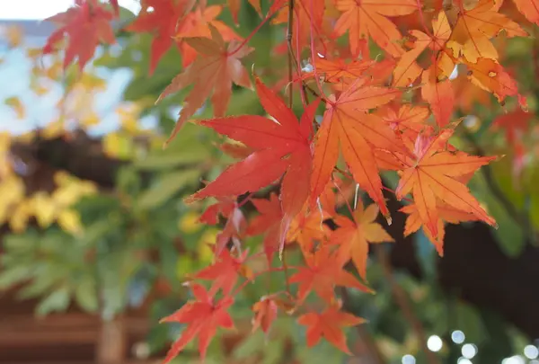 マッタリと紅葉鑑賞できます！