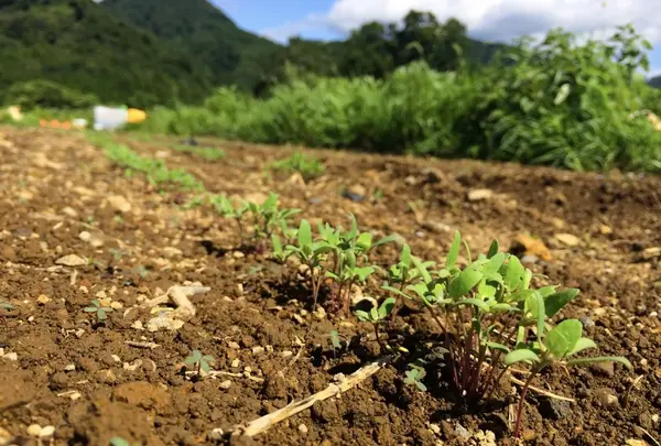 上野原市の写真・動画_image_52618
