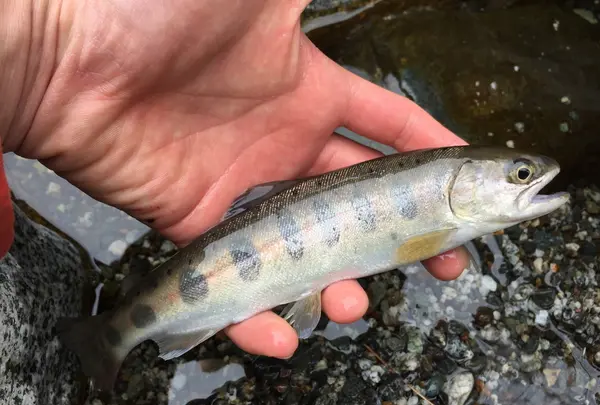 釣れる魚は…
