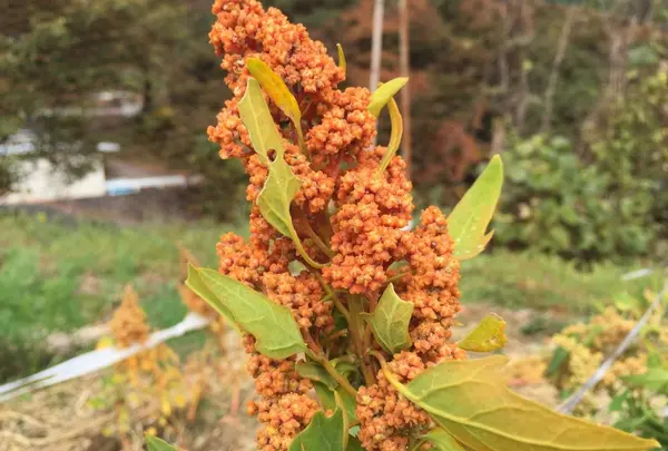 上野原市の写真・動画_image_53917