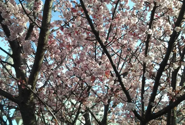 松原公園花時計の写真・動画_image_58637