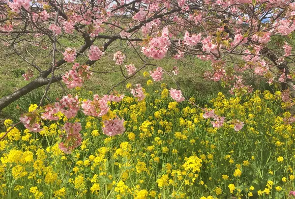桜と菜の花