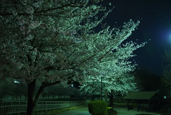 オススメは夜桜♪