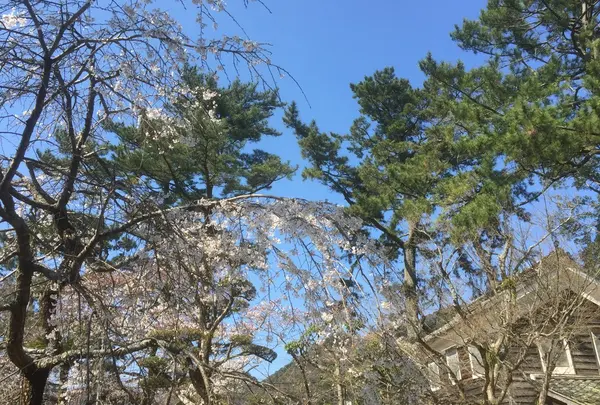 桜がきれいに咲いていました
