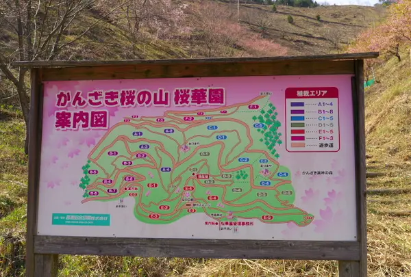かんざき桜の山桜華園の写真・動画_image_70688