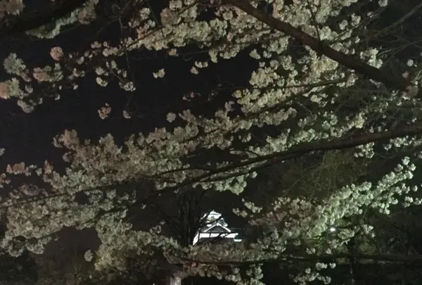 お城と桜っていいなと思います