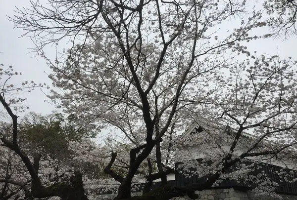熊本城と桜