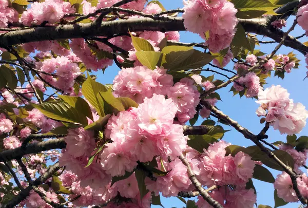 散歩がてら、お花見できてしまう。