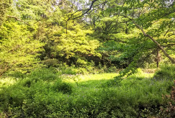 国立科学博物館附属自然教育園の写真・動画_image_76812