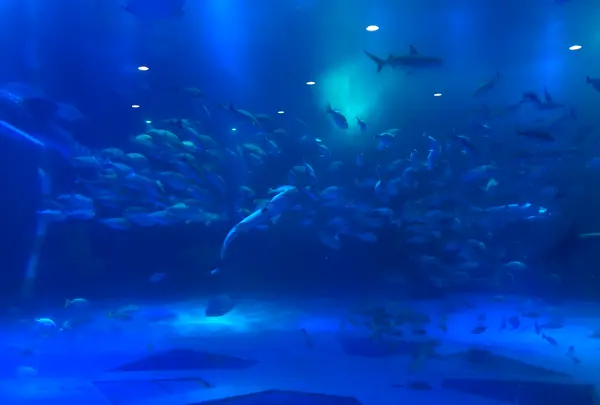 のとじま水族館　の写真・動画_image_1172987