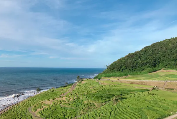 白米千枚田の写真・動画_image_1173008