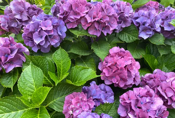 もりやま芦刈園