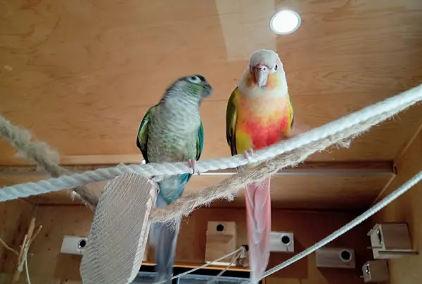 深谷花鳥カフェ