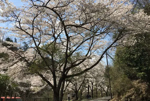 ささやまの森公園