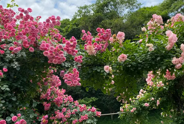 神戸布引ハーブ園