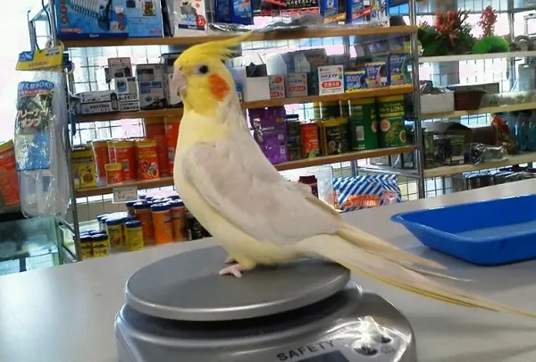 ＤｏｋｅｎＰｅｔ