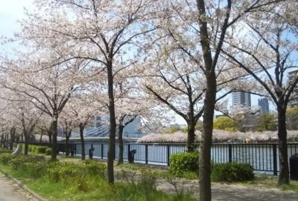 毛馬桜之宮公園