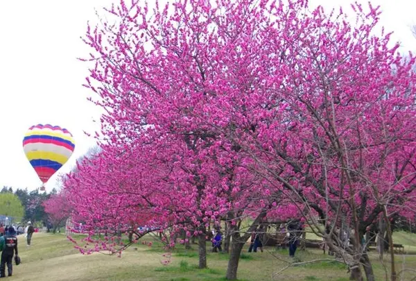 笛吹市役所 花鳥の里スポーツ広場
