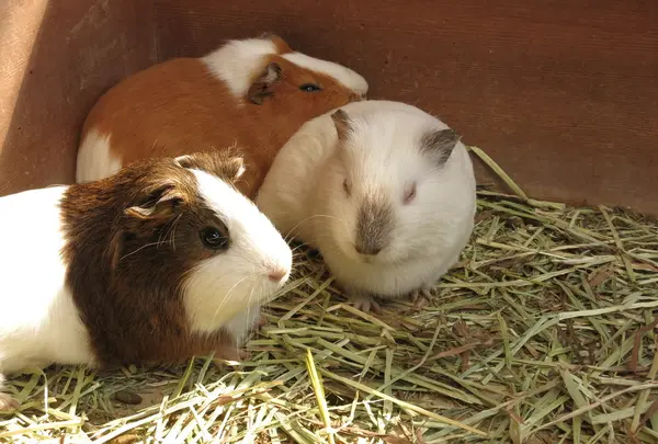 小鳥と小動物の森（アルプス公園内）