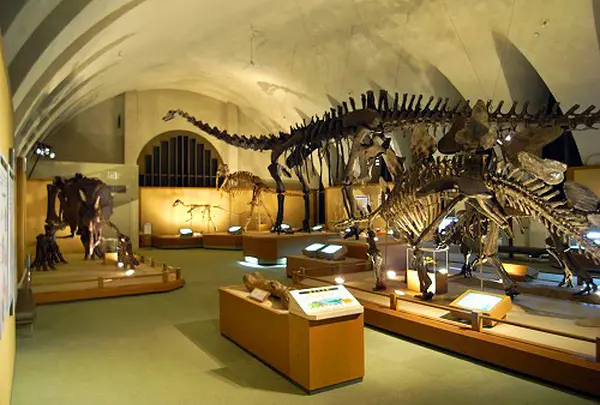 東海大学自然史博物館