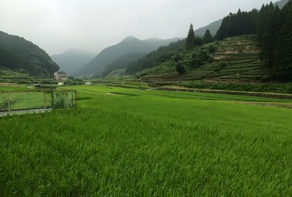 嬉野　　茶畑