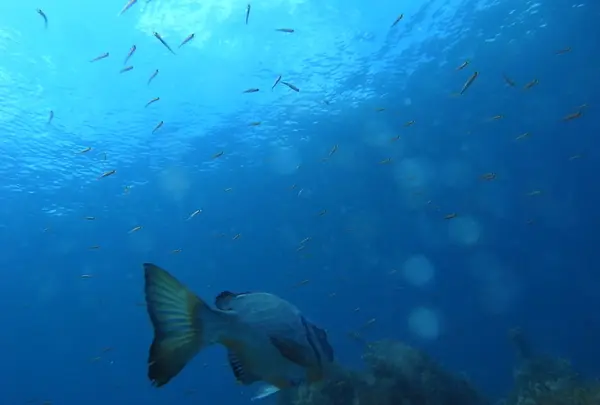 佐渡島の写真・動画_image_145349