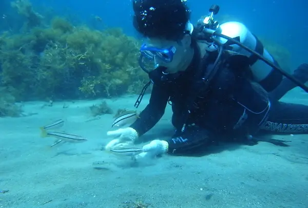 佐渡島の写真・動画_image_145350