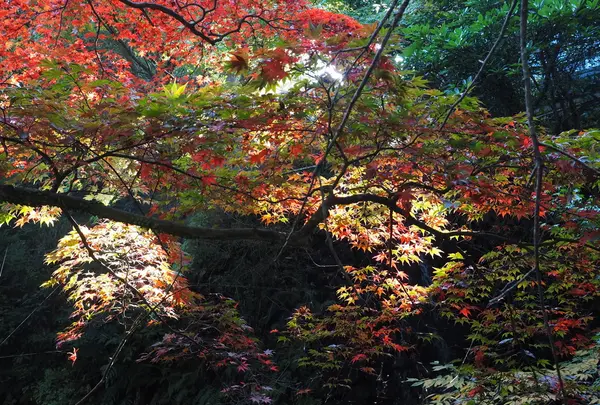 万葉公園　※湯河原