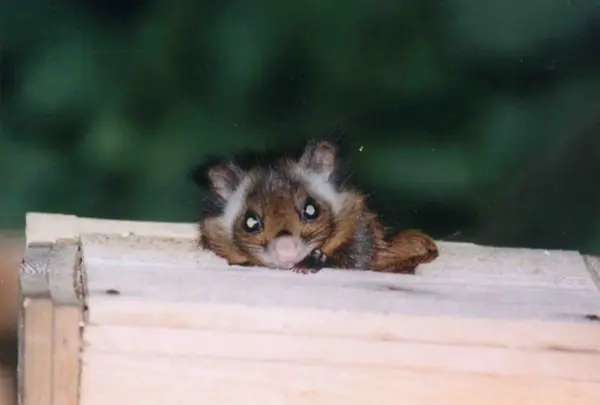 カントリーレイクシステムズ