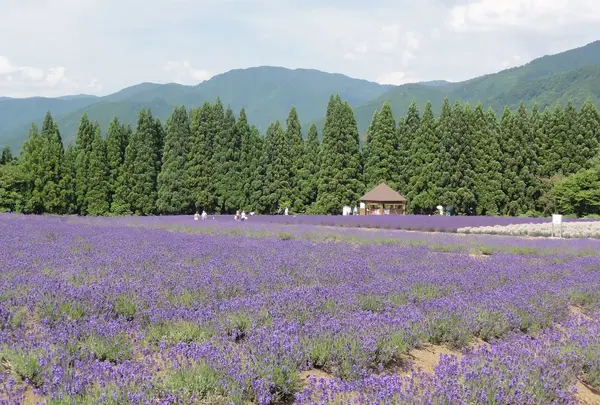 美郷町ラベンダー園の写真・動画_image_161412