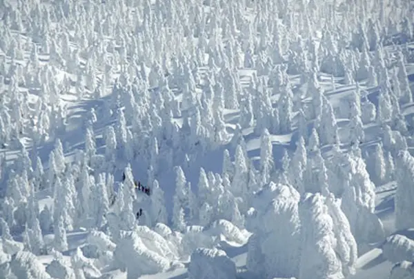 八甲田山の樹氷