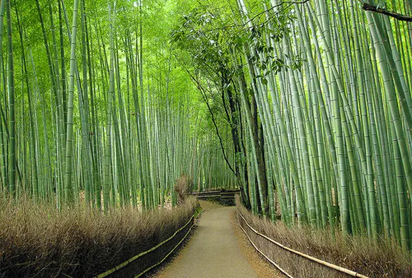 竹林の小径