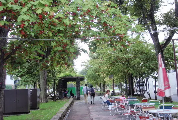 ７条緑道