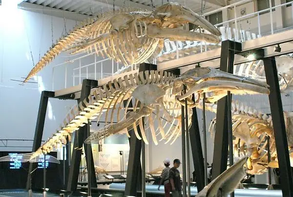 〔足寄〕足寄動物化石博物館