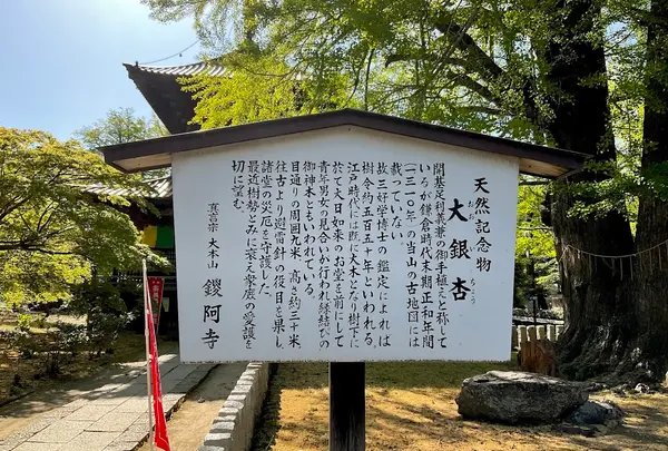 鑁阿寺大銀杏