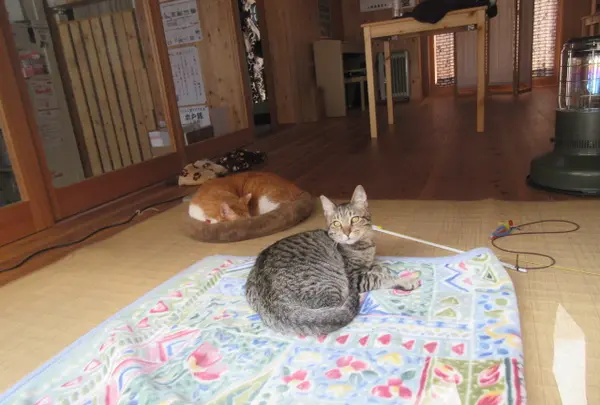 平野郷猫会議堂(にゃんこ堂)