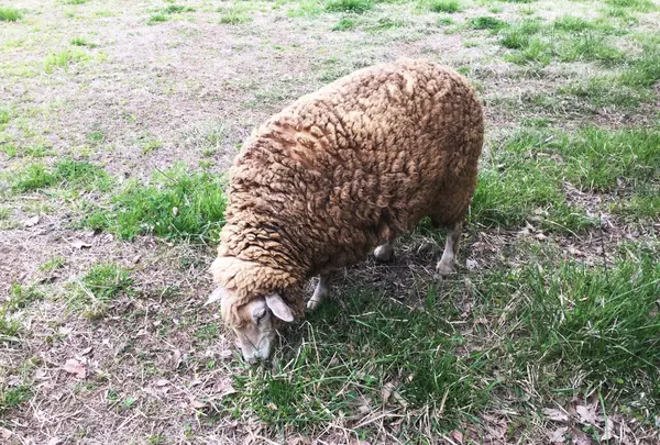 羊山公園の写真・動画_image_185474