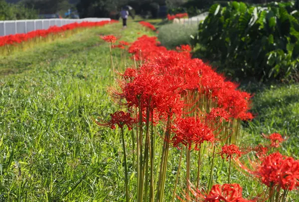 目久尻川（曼珠沙華群生地）