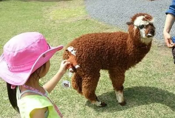 カドリードミニオン