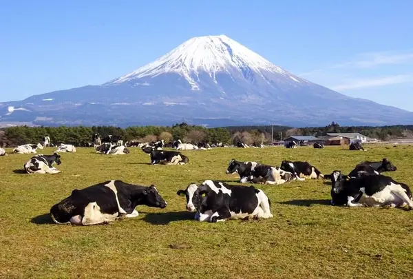 朝霧高原