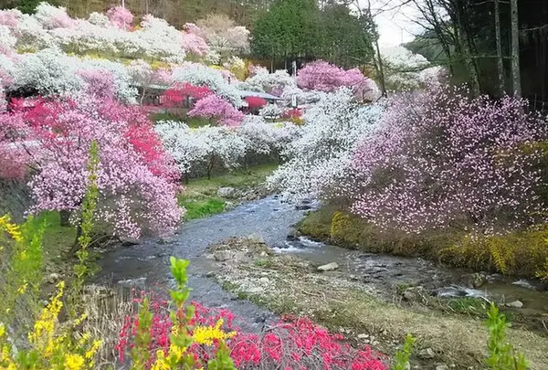 花桃の里 すみよしや周辺