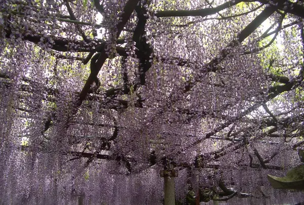 大歳神社　千年藤の写真・動画_image_410283