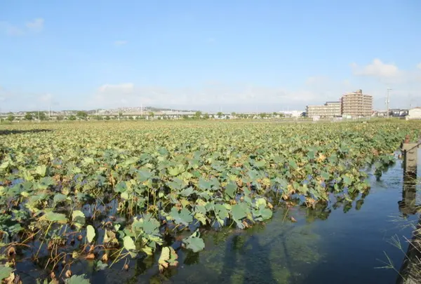 皿池