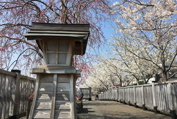 新川千本桜